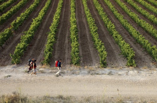 El MAPA flexibilizará en breve las normas sobre autorizaciones de plantación y potencial vitícola en 2021