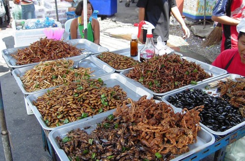 La Agencia Europea de Seguridad Alimentaria avala los insectos como nuevo alimento