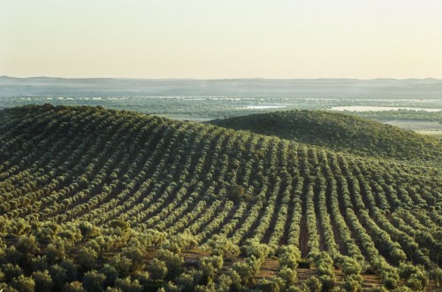 Bruselas suma casi 1,7 Mt de aceite de oliva en la UE hasta final de enero y recorta previsiones en 2020/21