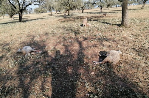 Las OPAS anuncian movilizaciones ante el “desprecio” a los ganaderos frente al lobo por parte del Gobierno