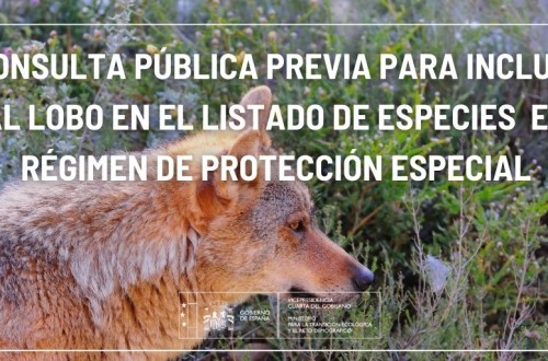 El Miterd abre ahora consulta pública previa hasta el 26-F sobre el proyecto de OM para elevar la protección del lobo