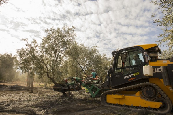 La producción nacional de aceite de oliva superó ya los 1,1 Mt hasta finales de enero