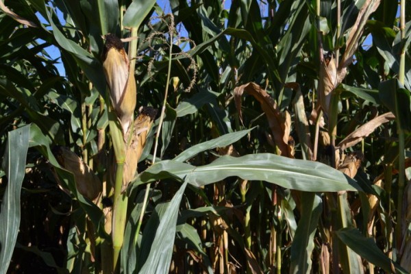 Consideraciones sobre el abonado nitrogenado del maíz en el valle del Guadalquivir