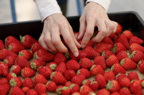 La pandemia de Covid-19 complicó la campaña 2020 de la fresa en los países productores mediterráneos