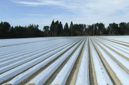 La entidad Cirplas Agroplásticos se encargará de gestionar los residuos plásticos agrarios no envases