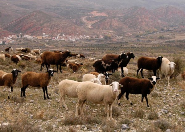 La CE declara a Andalucía oficialmente libre de brucelosis bovina y ovino-caprina