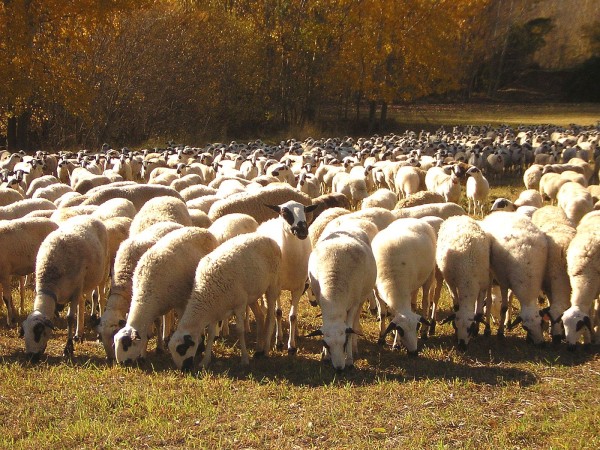 España declarada oficialmente indemne de brucelosis ovina y caprina por la UE