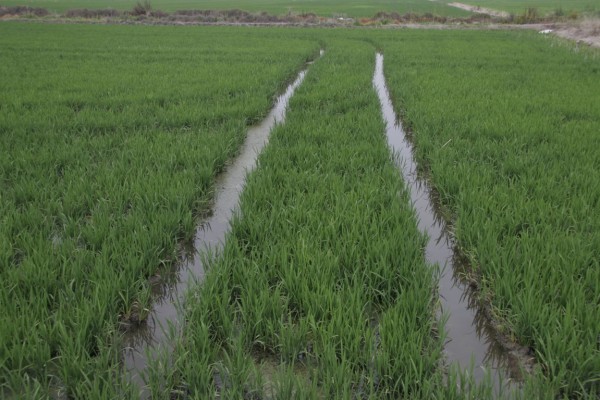 El sector arrocero valenciano convoca una tractorada para reclamar su viabilidad