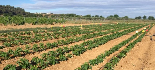 Optimización de la fertilización nitrogenada en pimiento de industria en Extremadura