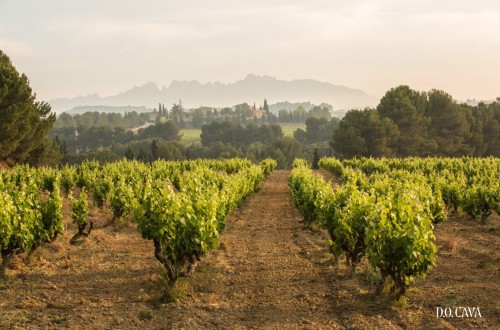 Webinar de la DOP: el cava de mayor calidad será 100% ecológico en 2025