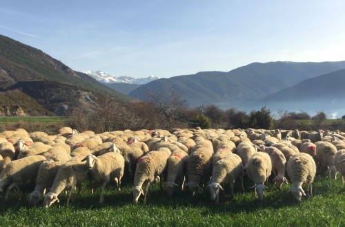 El MAPA prepara un RD que regulará la creación y funcionamiento de OPs en vacuno de carne y ovino-caprino