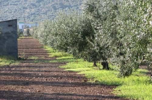 El MAPA constata el elevado ritmo de ventas y de precios firmes en el aceite de oliva en la primera mitad de 2020/21