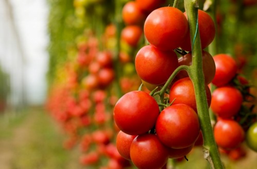 Aguilera insiste ante la CE para que revise el precio de entrada del tomate marroquí al mercado comunitario