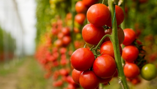 Aguilera insiste ante la CE para que revise el precio de entrada del tomate marroquí al mercado comunitario