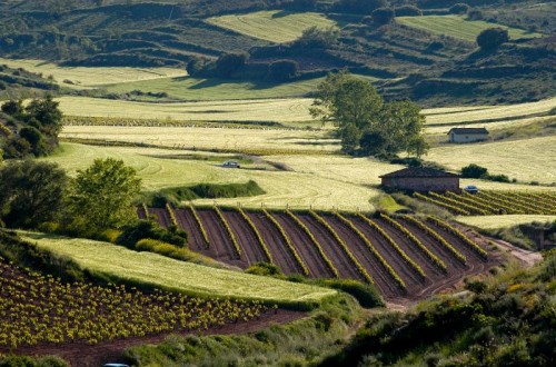 El CESE afirma que la PAC no es suficiente para el desarrollo territorial de las zonas rurales