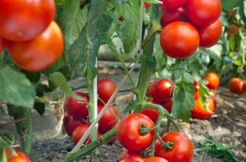 Promover el crecimiento de raíces de plantas de tomate bajo estrés nutricional y de temperatura con el uso de bioestimulantes