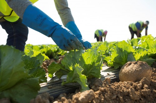 Ligera mejoría del empleo y de la afiliación a la Seguridad Social en el agro durante abril