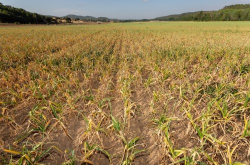 Comienza la campaña del ajo con un 7% más de superficie de cultivo y mayores existencias