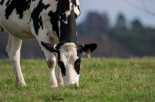 Los ganaderos con entregas de leche de vaca perforaron otro suelo y bajaron de los 12.000 en marzo pasado