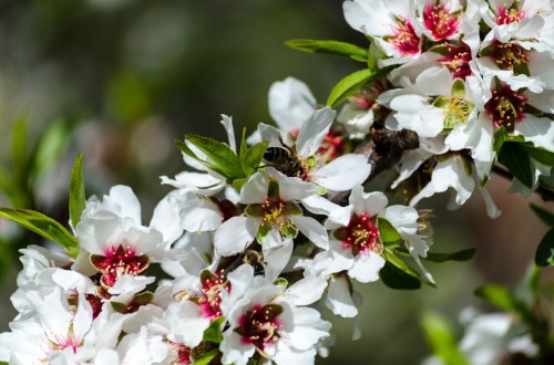 ¿Puede seguir España produciendo fruta como hasta ahora?. Por Universidad Politécnica de Madrid (UPM).