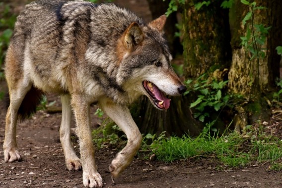 La UE respalda la iniciativa de rebajar el estatus de protección del lobo a únicamente «protegido»