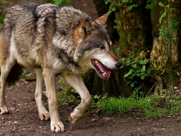 La UE respalda la iniciativa de rebajar el estatus de protección del lobo a únicamente «protegido»