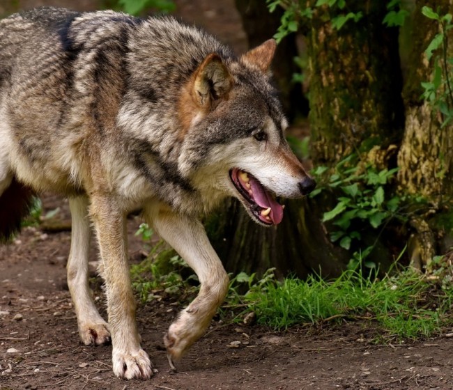 La UE respalda la iniciativa de rebajar el estatus de protección del lobo a únicamente «protegido»