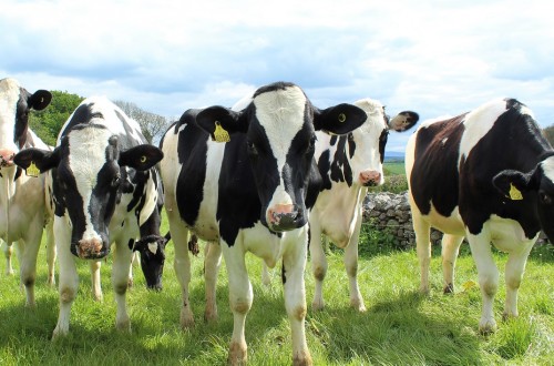 El futuro de la leche española en manos de los consumidores. Por Unión Regional de Cooperativas Agrarias de Castilla y León (Urcacyl).