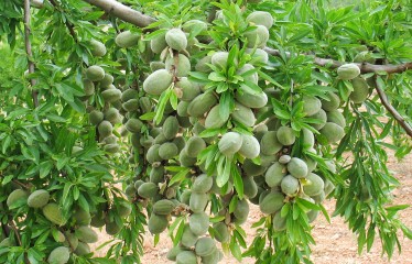El sector de frutos secos reduce en casi 3.000 tn la previsión inicial de cosecha de almendra