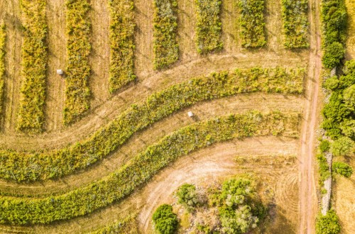 Aumento del 4% en la compraventa de fincas rústicas en noviembre