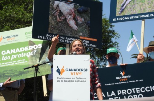 Organizaciones del mundo rural reivindican la gestión del lobo y más protección para la ganadería