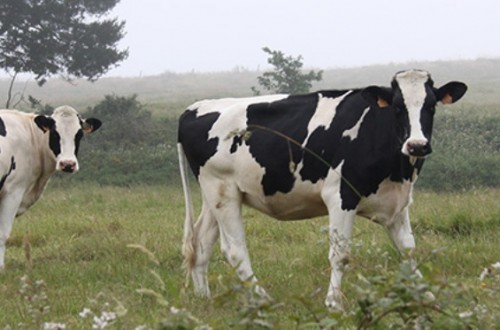 Los auditores europeos concluyen que la orientación de las ayudas a los productores de leche entre 2014 y 2016 fue inadecuada