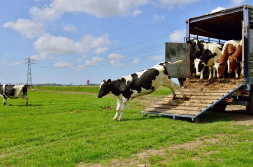 La CE invertirá 600 M€ para apoyar la investigación y la innovación en agroecología y salud y bienestar animal