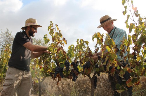 LA FEV incorpora a Spanish Organic Wines, con 34 bodegas de vino ecológico