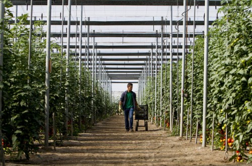 La interprofesional Hortiespaña pide una mayor defensa de los intereses del sector hortofrutícola ante la UE