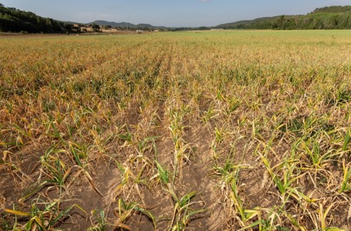 La superficie de ajo tierno en la Comunidad Valenciana cae un 23% por falta de adaptación de las variedades y dificultades de comercialización