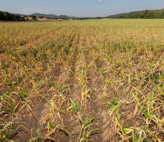 La superficie de ajo tierno en la Comunidad Valenciana cae un 23% por falta de adaptación de las variedades y dificultades de comercialización