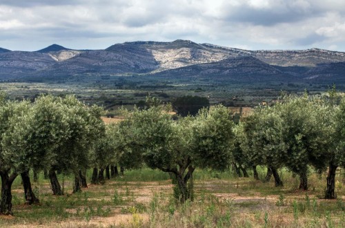 Cooperativas rebaja sus estimaciones de producción de aceite de oliva por la falta de lluvias