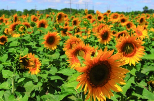 España aumenta en un 80% su importación de pipas de girasol en cinco años