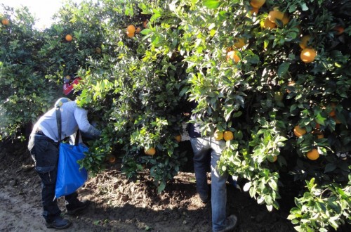 Encuesta EPA: la ocupación en agricultura aumenta en 13.100 personas en el segundo trimestre