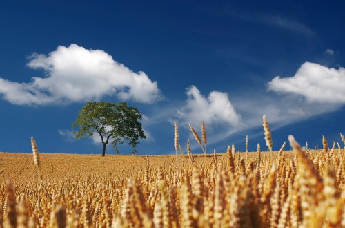 COPA-Cogeca prevé mayores cosechas de cereales y oleaginosas en la UE en la nueva campaña 2021/22