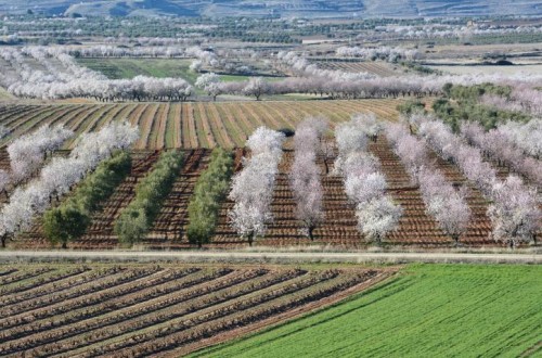 El MAPA presenta a CC.AA. su propuesta de ecoesquemas con 9 prácticas sostenibles para el medio ambiente y el clima