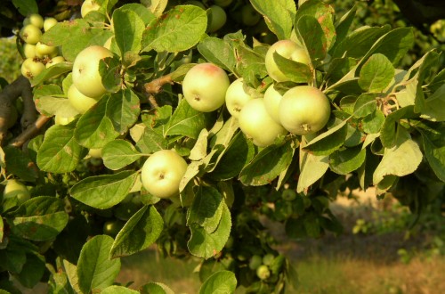 Europa tendrá un 10% más de manzanas y un 28% menos de peras en 2021/22