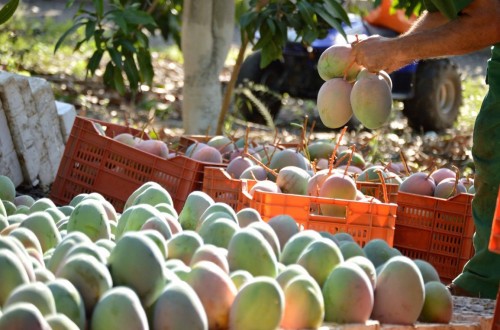 La producción de mango en Málaga podría caer hasta las 12.000 tn, un 70% menos debido a la sequía