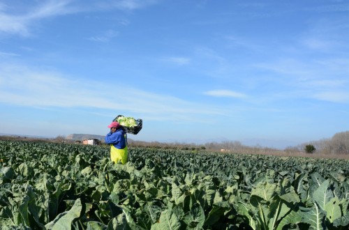 Los empresarios agrarios rechazan por inasumible una nueva subida del SMI este año en el campo