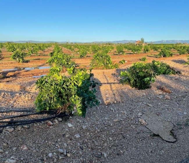 El Gobierno da una ayuda mínima de 5.000 euros a cada productor con pérdidas por la dana