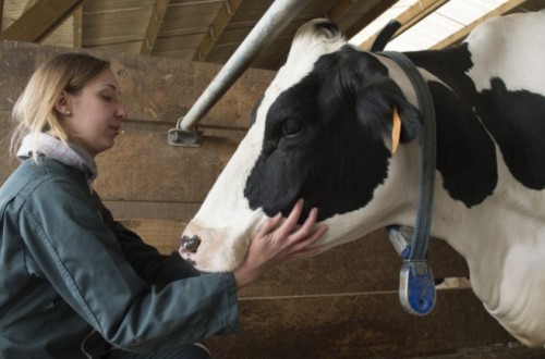 La Eurocámara defiende un enfoque equilibrado del bienestar de los animales en las explotaciones