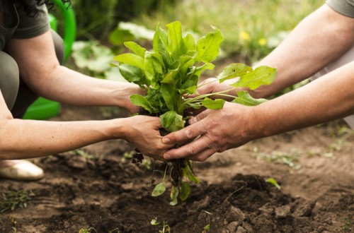 La Estrategia “De la granja a la mesa” y la transición ecológica. Por Clara Aguilera.