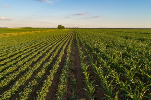 El precio medio de la tierra de uso agrario se moderó durante el pasado año