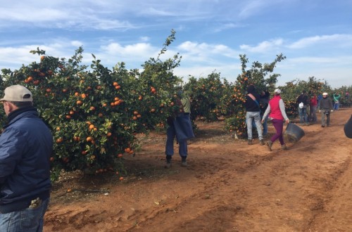 Intercitrus alerta de que el sector está “al límite” frente a la oferta de países terceros